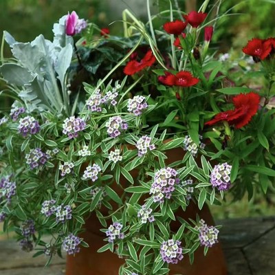 鲁庭院小花匠*花叶香雪球可爱泡泡无性系多年生*寄植组盆素材