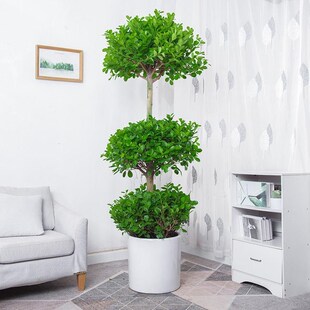 金钱榕树盆栽室内客厅大型观叶摇钱树绿植开业送礼植物招财树盆景
