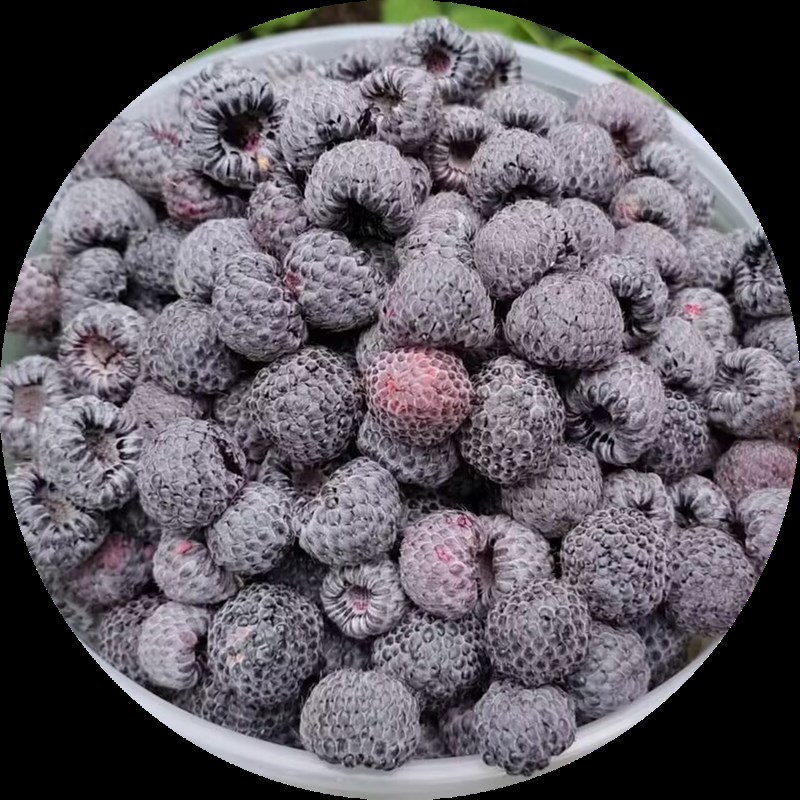 云贵川覆盆子黑色鸡屎泡儿盆栽苗南北方种植黑树莓苗栽秧莓刺泡儿