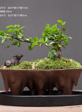 发财树家居装饰品办公客t厅茶几绿萝文竹陶瓷花盆招财创意桌面摆