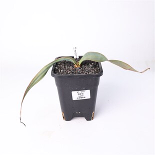 【朴原】百岁兰 /千岁兰 Welwitschia mirabilis Y纳米比亚国花