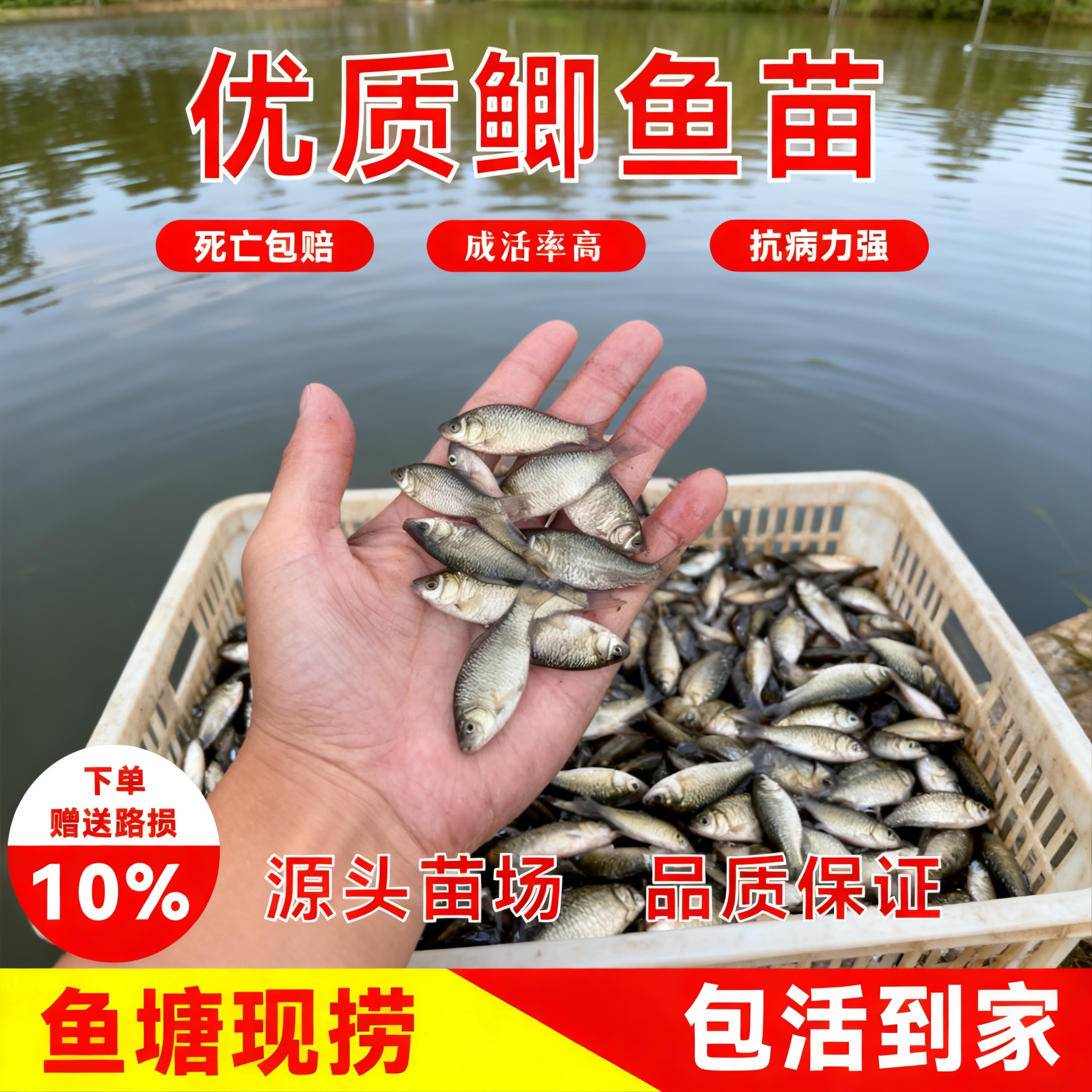 土鲫鲫鱼苗工程鲫湘云鲫大板大品种中科三号五号好养殖活体苗批发