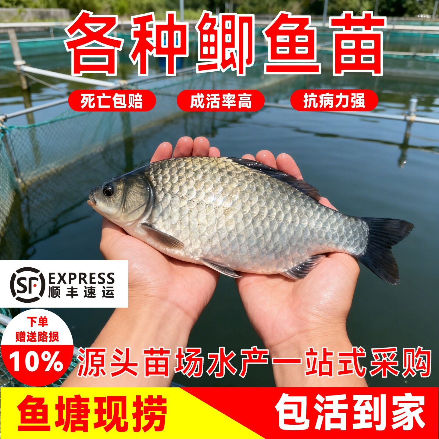 多品种鲫鱼苗合集顺丰包邮包活