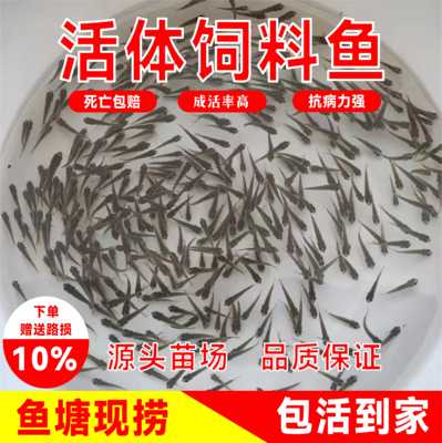 开口活体饲料鱼苗小鱼苗喂乌龟六角恐龙龙鱼罗汉鳄龟活体食饵料鱼