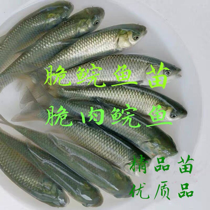 中山脆肉皖鱼苗 鲜活脆鲩鱼正宗 广东脆鱼养殖淡水冷水鱼鱼苗