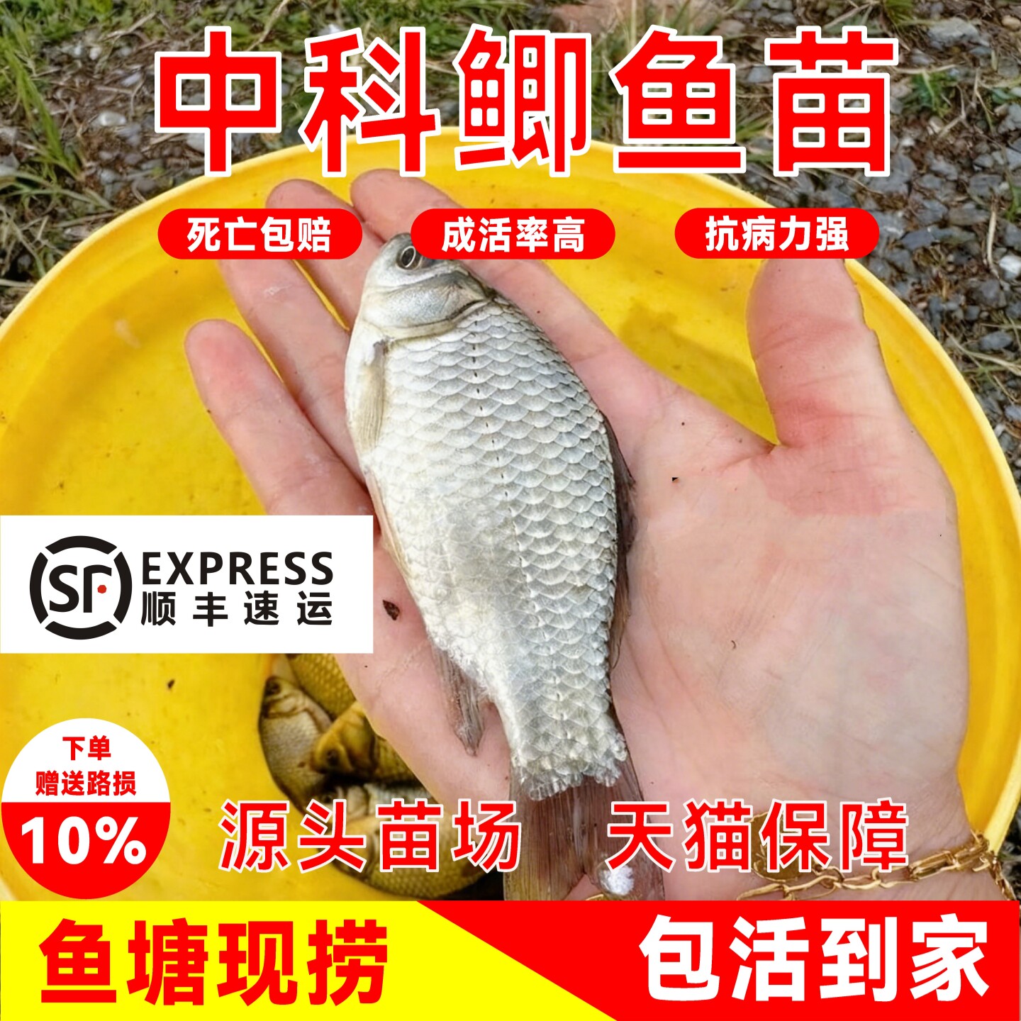 中科3号5号鲫鱼苗顺丰包邮