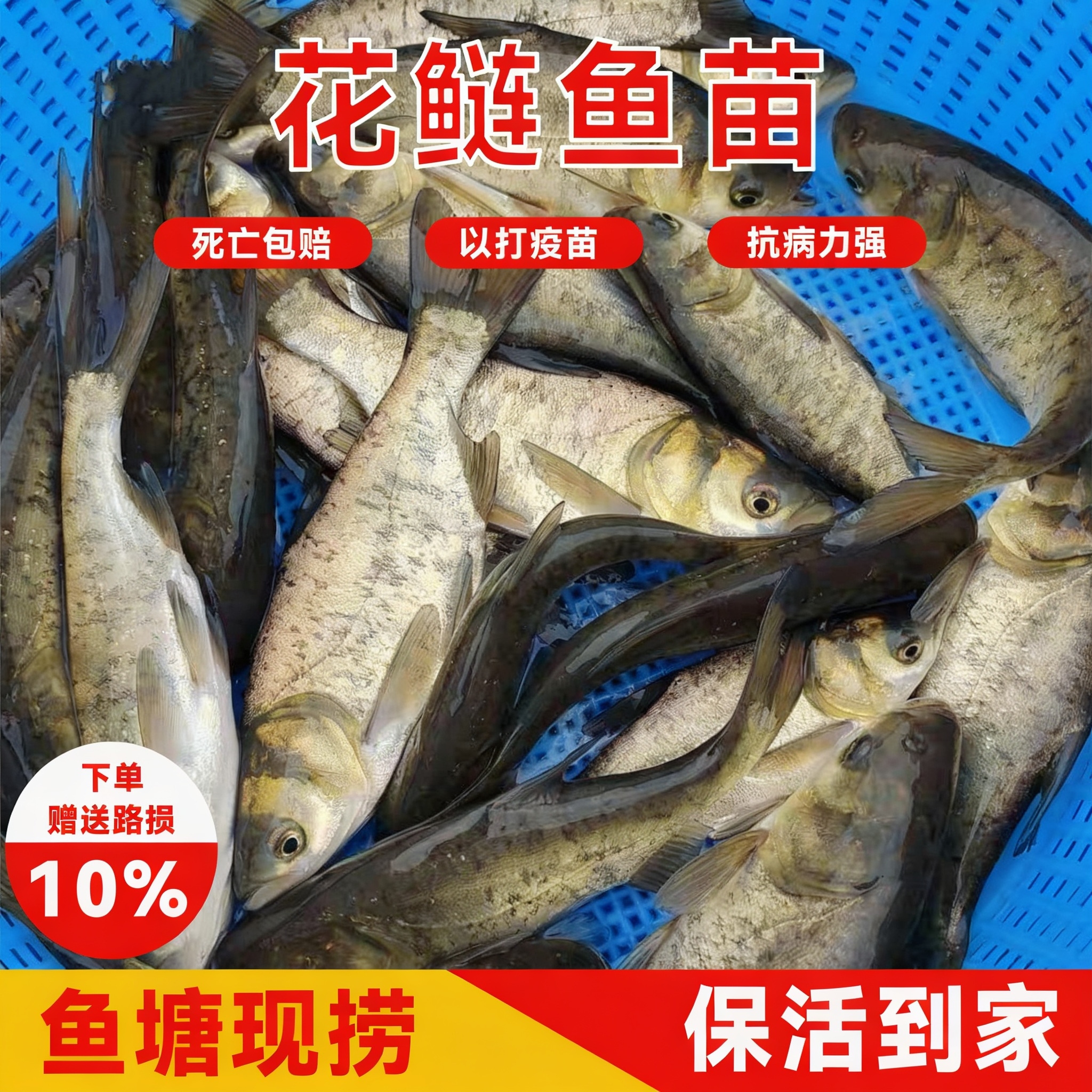 花鲢黑鳙鱼苗活体包邮养殖