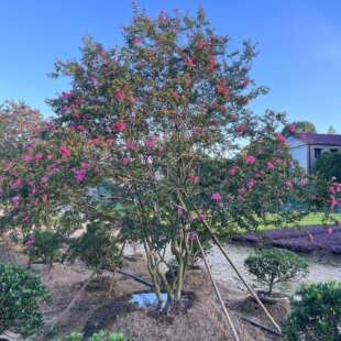 湖南基地 园林公园别墅观赏树多杆百日红多规格丛生紫薇 现货