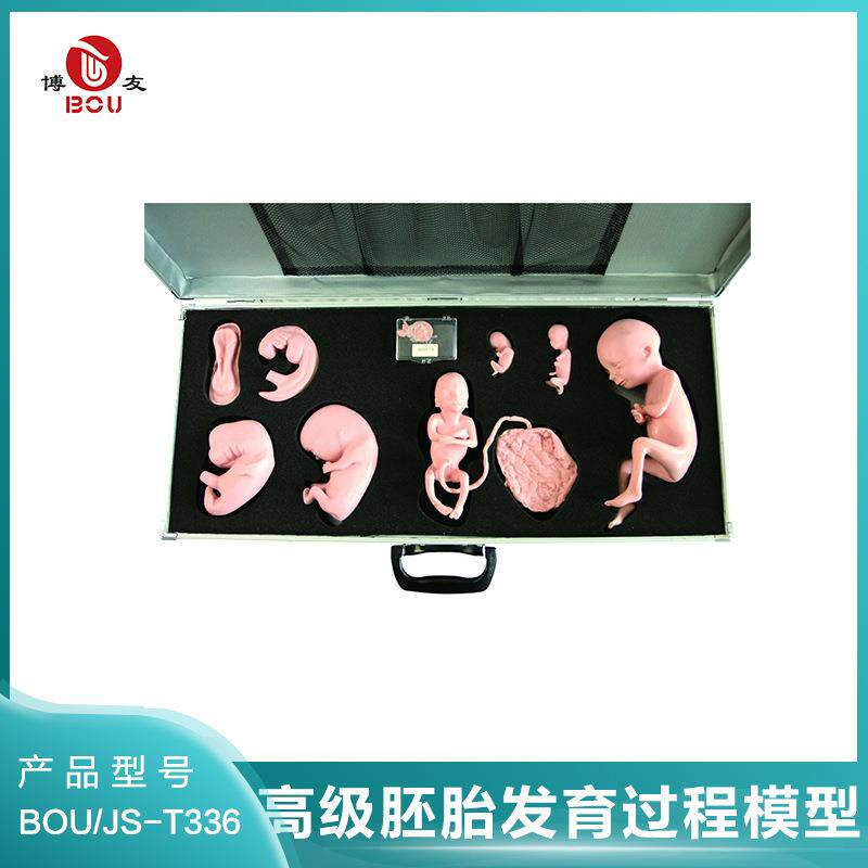 博友BOU 胚胎发育过程模型 胎儿形成发育过程模型 妊娠胚胎模型