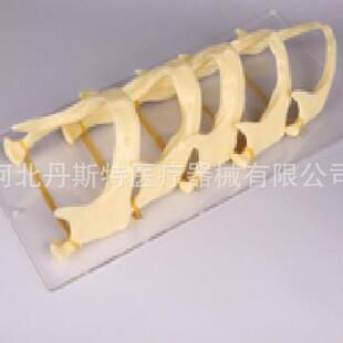 上颌骨发育模型下颌骨发育模型