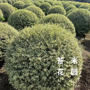 银姬小蜡多年生耐寒耐热花灌木y花园花镜观叶植物耐修剪花镜骨架