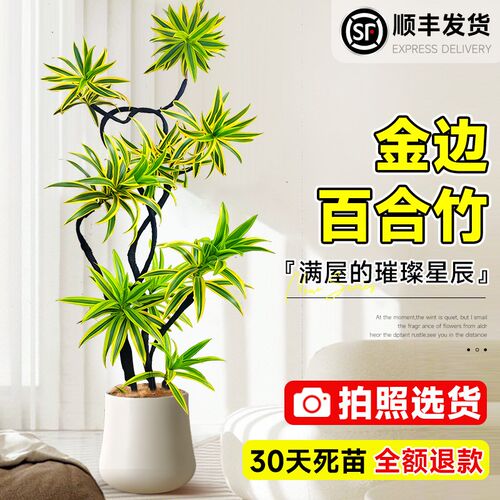 金边百合竹客厅绿植大型盆栽A金心百合竹真树富贵树老桩造型