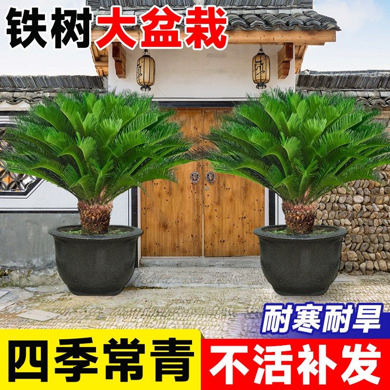 铁树盆栽大e型盆景树苗公母一对庭院门口老桩客厅室内旺宅绿植好