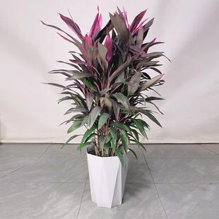 红叶朱蕉盆栽客厅除甲醛绿植大型室内好养活水培红叶铁植物