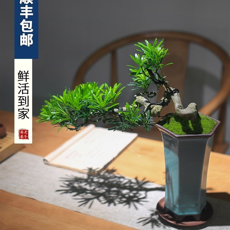 定制销罗汉松盆景室内植物摆件造景绿植桌面新中式茶桌造型悬崖老