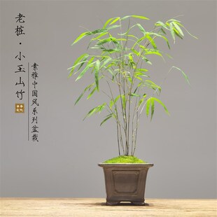 老桩小玉山竹中国风中式盆景禅意茶几桌面办公室苔藓盆栽室内绿植