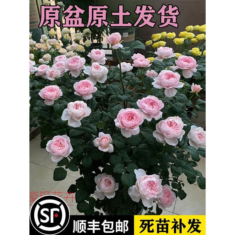 果汁阳台月季花苗盆栽玫瑰特大花浓香四季开花卉植物阳台庭院带花