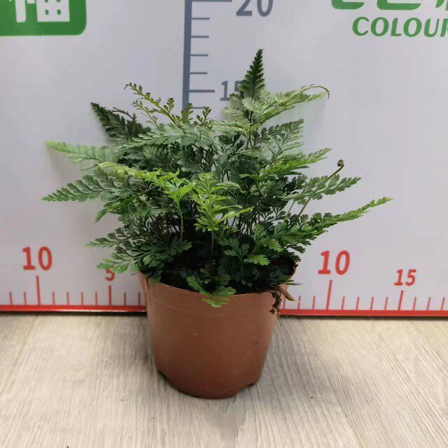 狼尾蕨景观植物盆景草微景观材料蕨类个性蕨吸水石水陆缸