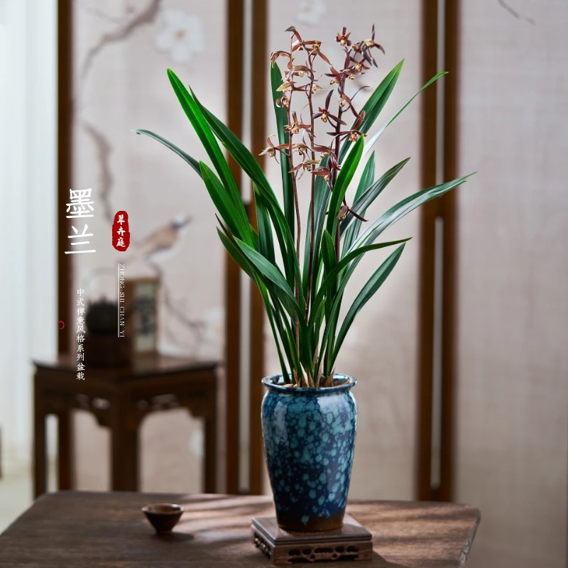 兰花卉企黑浓香兰花苗墨兰报岁红金华山办公室内客厅茶桌面盆绿植