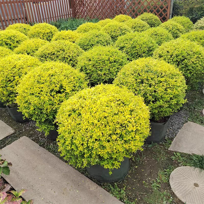 亮金女贞树苗别墅k庭院耐寒四季常青花镜塔造型树亮晶女贞球棒棒