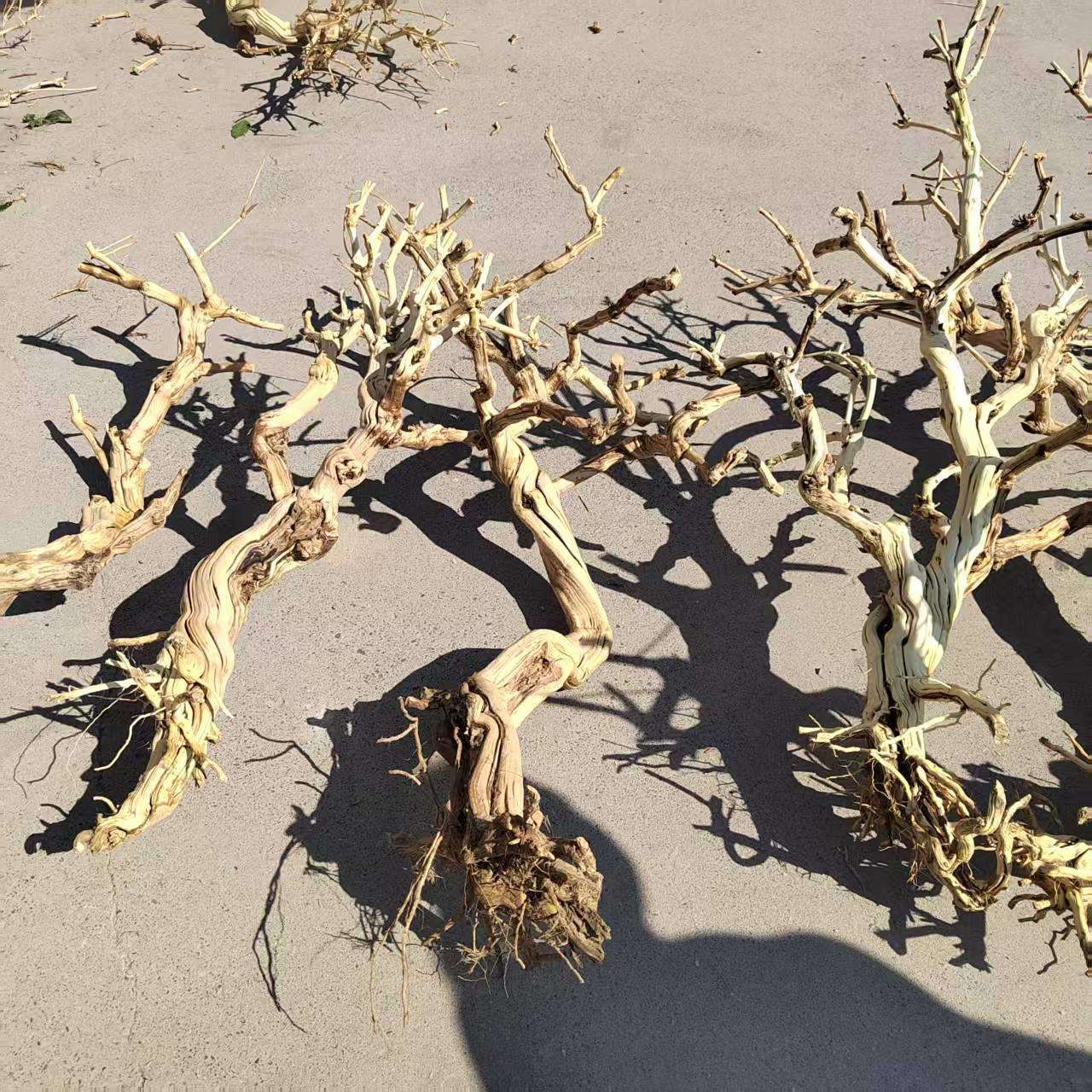 去皮金银花树造型树枝装饰树干枝枯树杆龙骨干造景树霸王根歪脖树