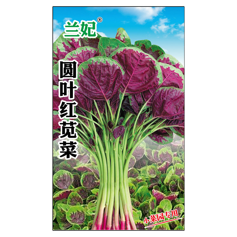 兰妃蔬菜种子圆叶红苋菜种子