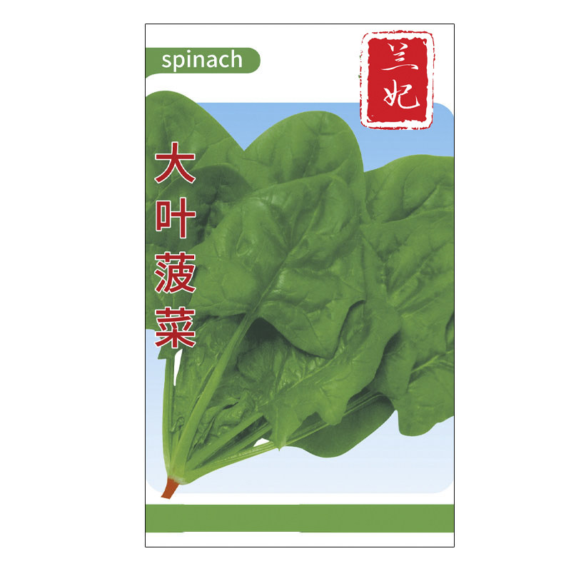 兰妃蔬菜种子大叶菠菜种子