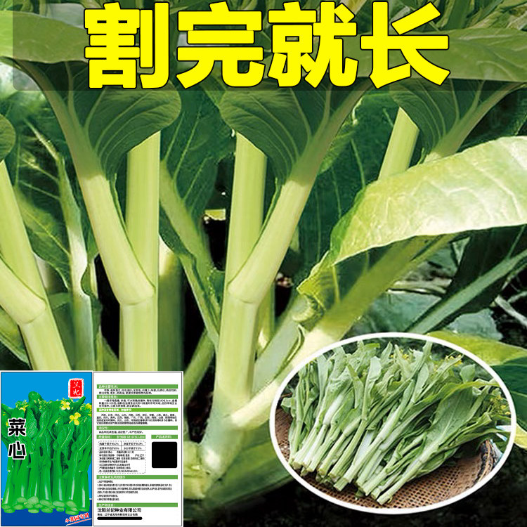 兰妃蔬菜种子菜心种子