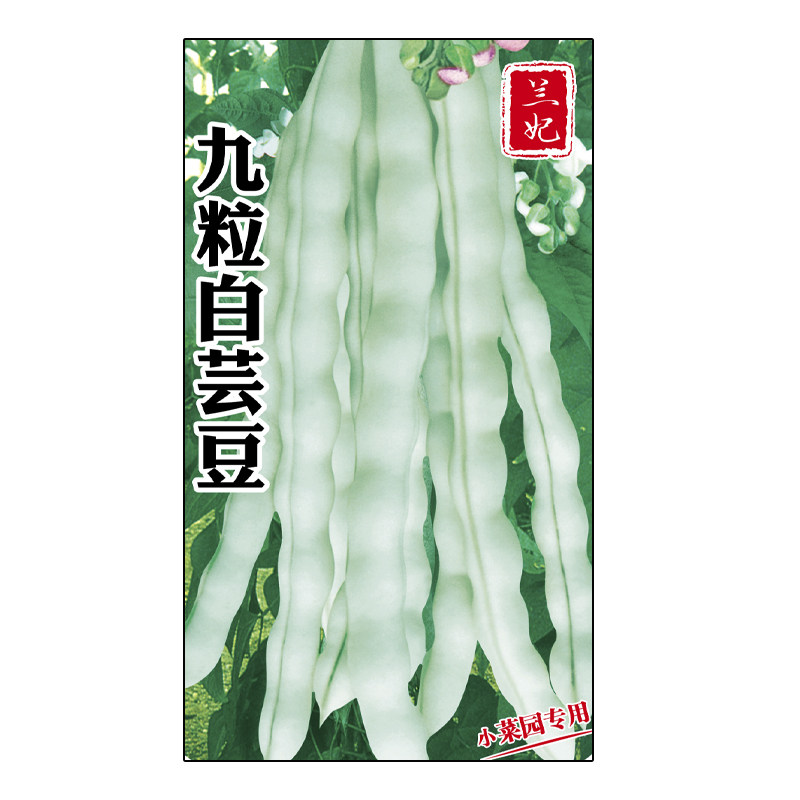 兰妃芸豆种子九粒白芸豆种子