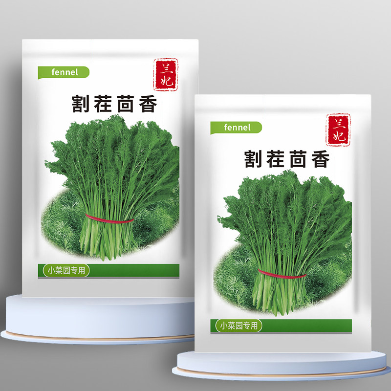 割茬茴香种子小茴香种籽四季蔬菜老品种大全高产庭院盆栽农家菜种