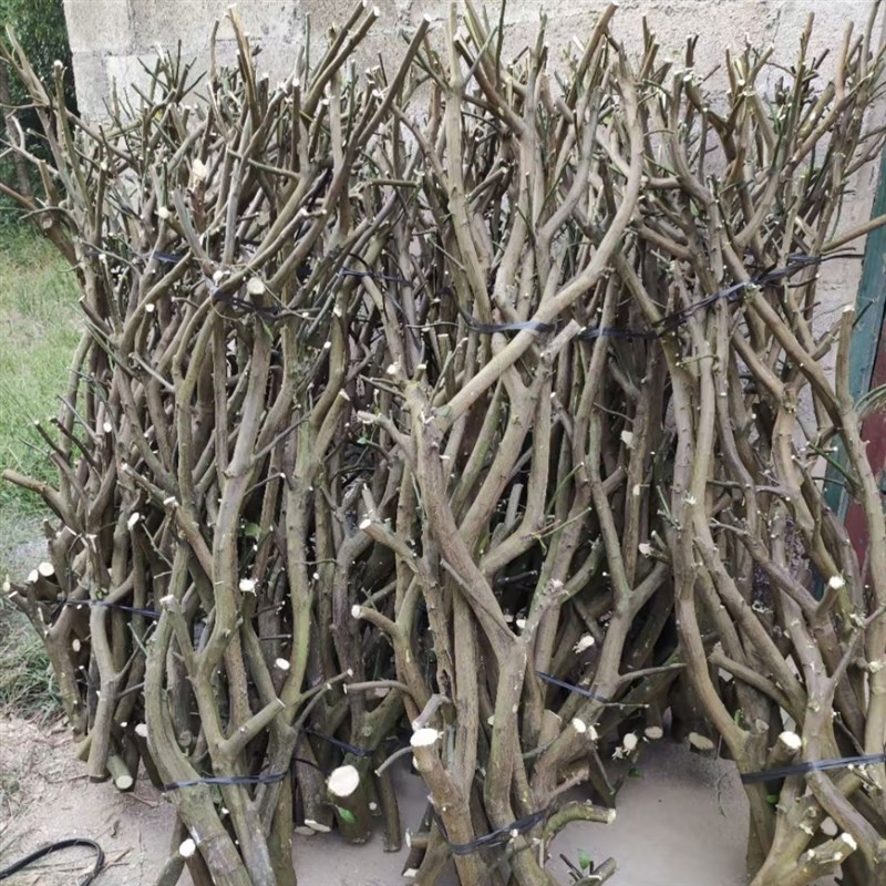 干枝枯枝去皮树干鸟m架造型壁挂衣架吊顶龙骨装饰干树枝原木杈艺