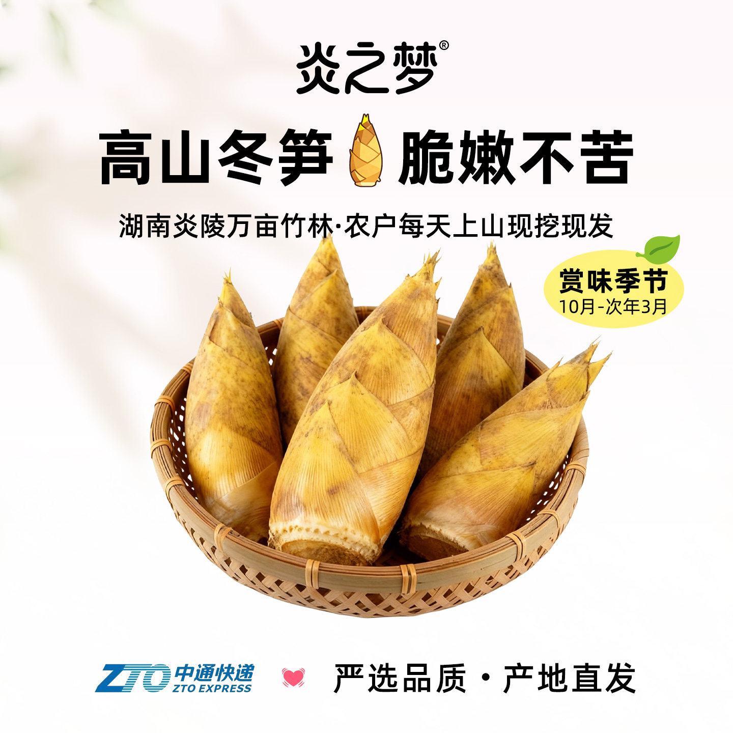 湖南冬笋农家现挖野生带壳黄泥笋
