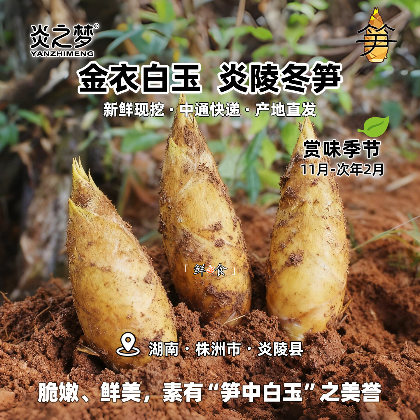 冬季限定 湖南炎陵新鲜冬笋 农家现挖野生黄泥楠竹笋蔬菜产地直发
