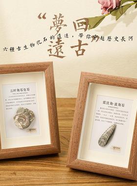 天然古生物化石相框玻璃原木挂画三叶虫菊石海洋动物桌面工艺品摆