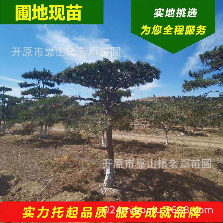 东北造型景观松 庭院绿化造型黑松小苗 园林造景工程造型油松