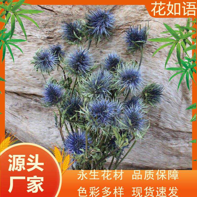 刺芹干花插花摆件 干花真花拍摄道具 刺芹婚庆餐桌摆设软装