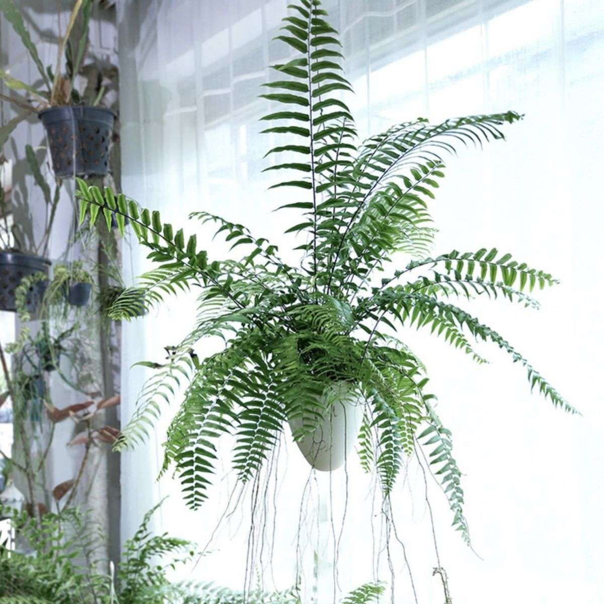 长叶肾蕨波斯顿蕨大型蕨类垂吊水培植物室内外绿植阳台花卉霸意赛