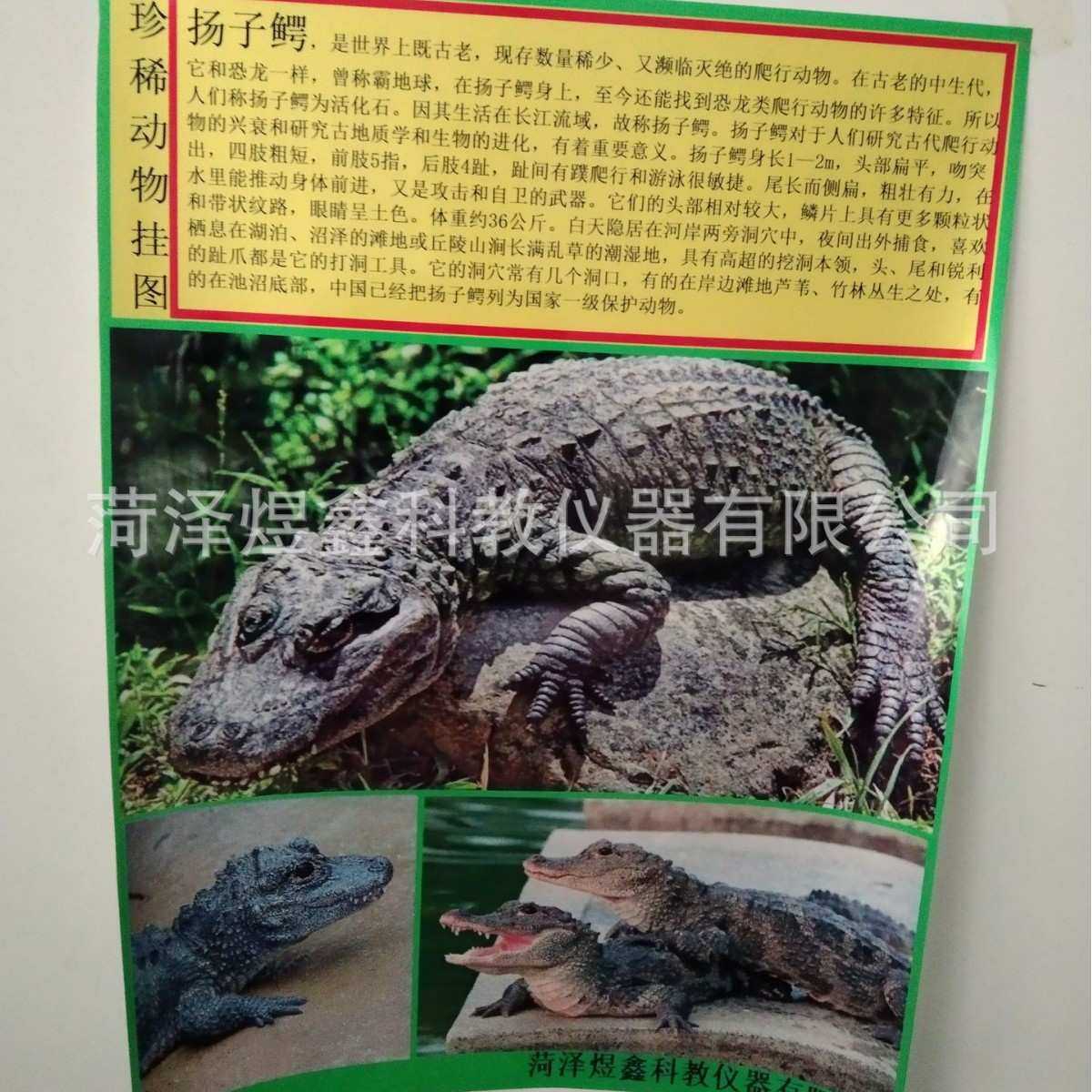 新课标50511001001 珍稀动物挂图 科学与生命实验挂图