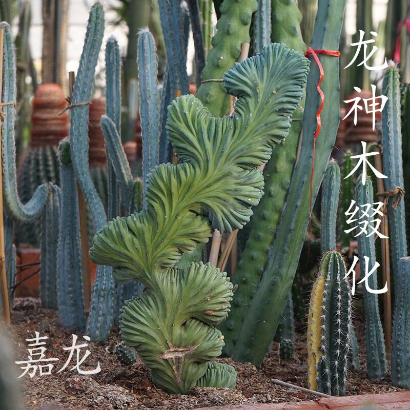 漳州植物园园林展览农业观关批发多桨植物沙生植物龙神木缀化