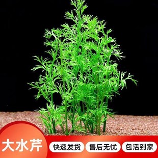 大水芹水草水芹菜鱼缸中后景水下水上植物造景专S用增氧真水草好