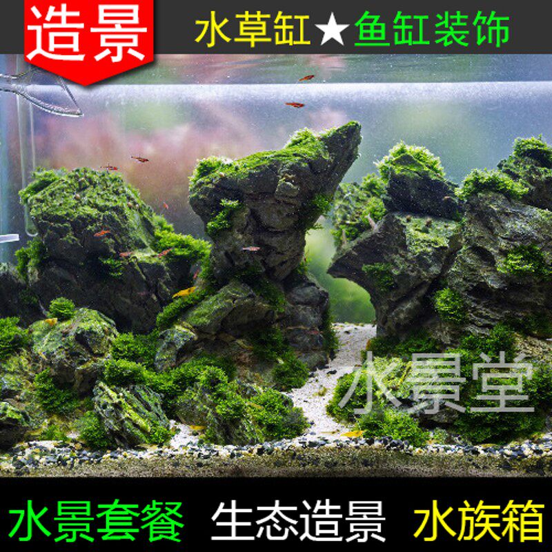 青龙石水草缸造景套餐 龙虾水x草 好养水草 鱼缸景观水草 水草定