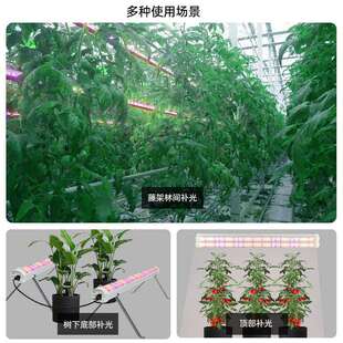 龙舌兰盆栽花卉植物补光灯管地上树冠红光660水培增产种植生长灯