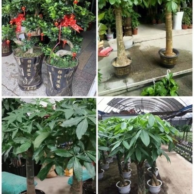 安庆市花卉盆栽店绿萝植物招发财金钱树63桐城宿松怀宁枞阳潜山县