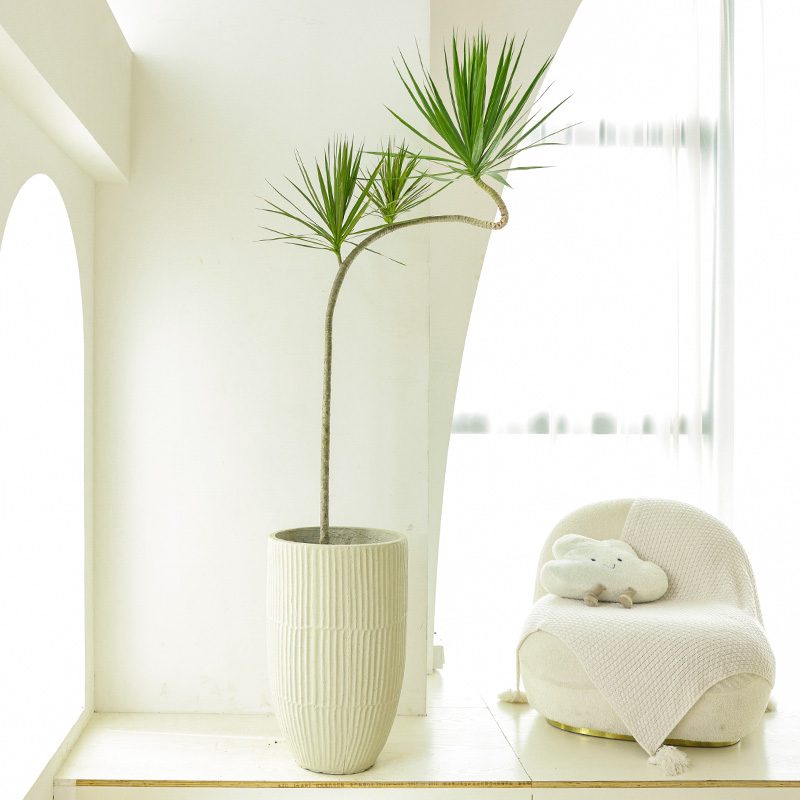 青叶千年木绿植j老桩龙血树室内办公室落地简约造型网红易活植物