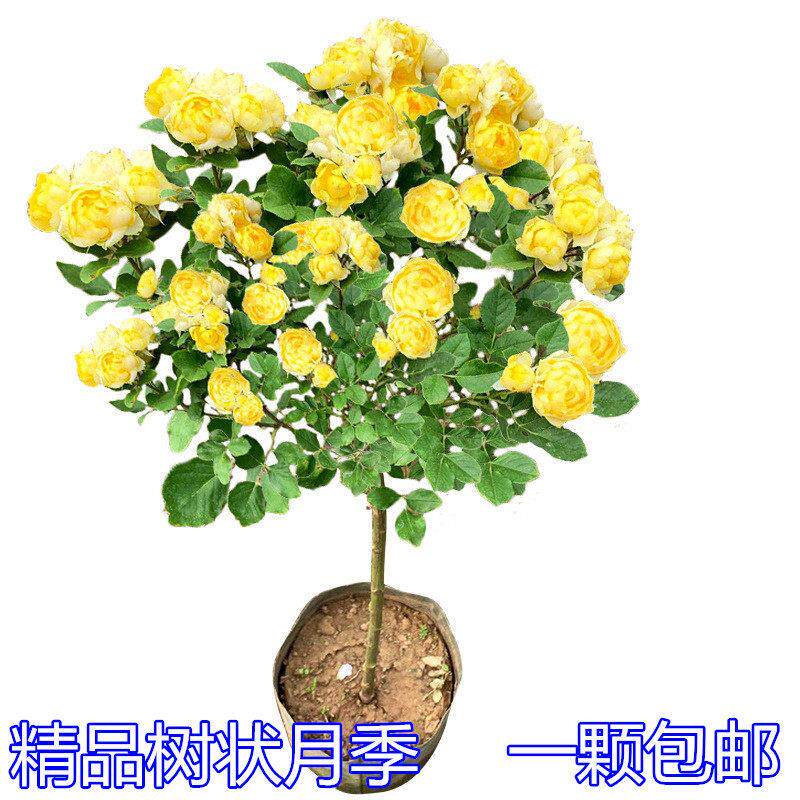 树桩月季花苗盆栽棒棒糖玫瑰庭院树桩月季果汁阳台浓香四季开花