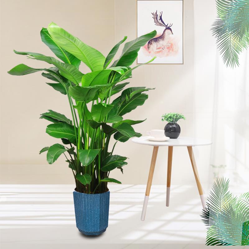 天堂鸟北欧网红室内盆栽大型绿植鹤望兰花卉客厅办公室会议室植物