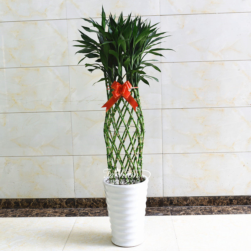 富贵竹笼盆栽开运竹大型绿植花卉室内办公室客厅前台植物净化空气,鲜花速递/花卉仿真/绿植园艺,大型绿植/成品组合盆栽,淘宝优惠券,粉丝福利购,淘宝优惠卷