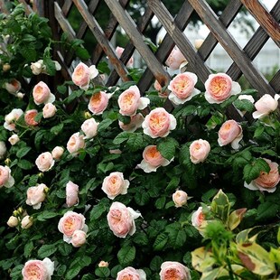 有藤本朱丽叶之称 长势快抗病强 藤本涵仙 新品