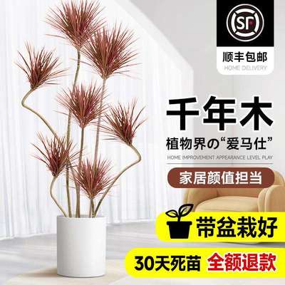 千年木客厅绿植室内阳台七彩铁大型盆栽龙血树真树办公室四季好养