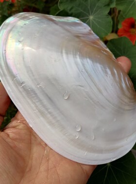 天然抛光单片光亮白贝壳炫彩蚌壳鱼缸造景拍摄S道具果盘餐具菜盘